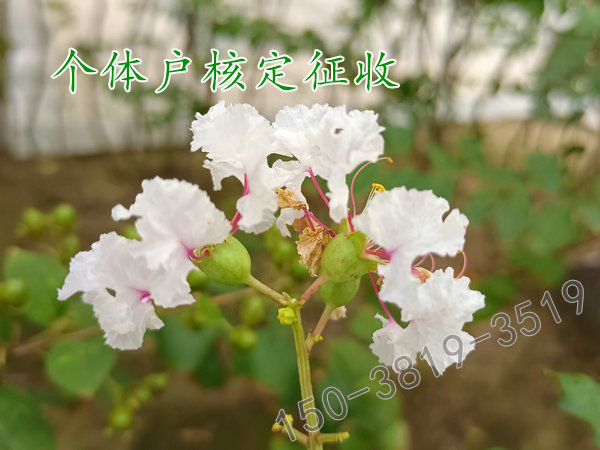 河南还有个体户核定征收的园区吗
